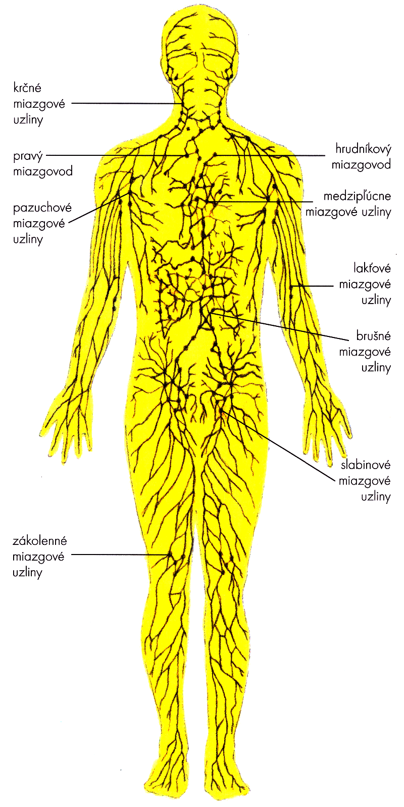 Лимфатическая система человека схема. Структура лимфатической системы схема. Система лимфоузлов человека схема. Лимфатическая система человека схема со спины. Рисунок лимфатической системы